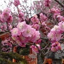 北野天満宮（2026.2.27）