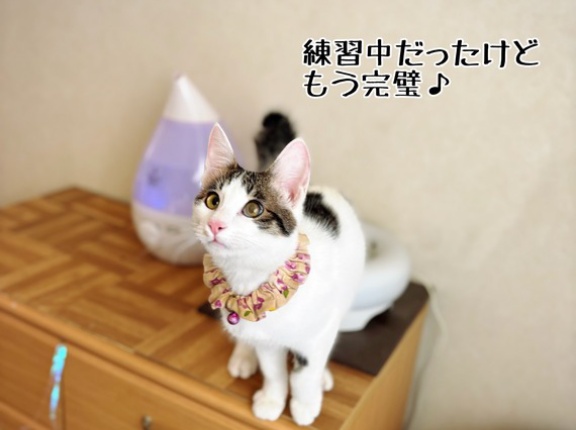 やんちゃ坊主のお届けに向けて特訓中。