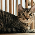 うちのとらまる