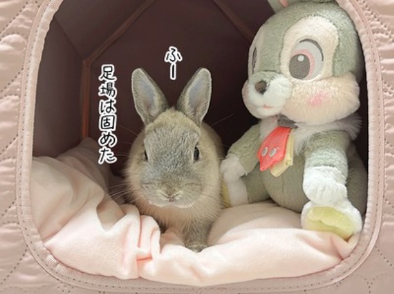 うさぎのルリ(2/15追記)