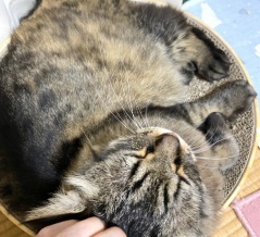 【猫写真】バリバリボウル愛好家の丸い猫