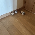 ベンガルとの毎日