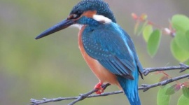 フジテレビでまたも捏造が発覚　「高知県四万十川のカワセミ」とされた映像の一部を都立水元公園で撮影