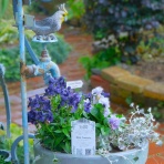 ブルーガーデンと花育て