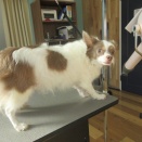 ☆トリミングブログ☆