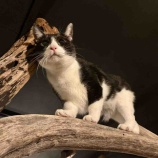 『Muddy Cat 定期便 12/16〜12/20』の画像