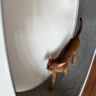 早起きして、元気に歩くりすたん