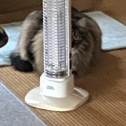 片目が隠れていれば全身隠れられている判定