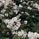 琵琶湖に着く頃雨となり、夕方は冷え込む♭