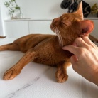 なでなで待ちの、かまってちゃんが過ぎるひめちゃん