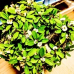 ユーフォルビア・オベサ・ドットコム