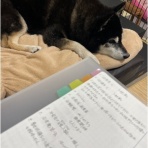 柴犬アトム🌈・黒柴アラレの日々是好日