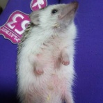 は　り　も　る　。時々ワタシ。