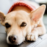 『犬を止める、犬についてこさせる、エラーレスのブロックとしての意味があります』の画像