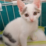『がんばれ！子猫達』の画像