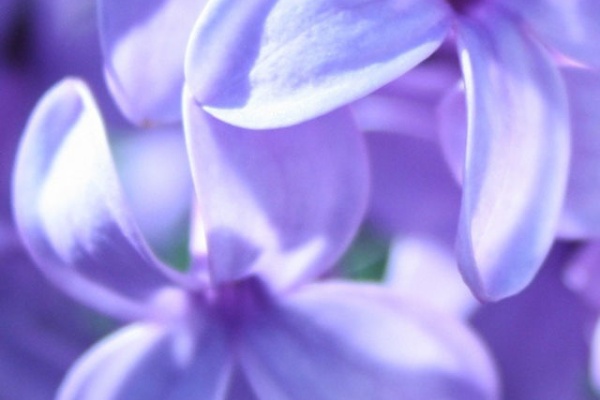 Iphone5用の花 自然の壁紙 Nature Wallpaper 花