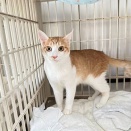 里親さんが決まった猫たち(1/8～)