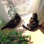 ”猫おでん”あり〼。