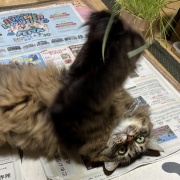 昼寝の場所が見つかってしまったマロちゃん