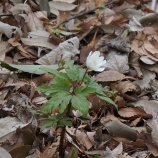 『安行に春がやってきた』の画像