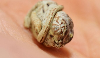 【画像】自分が孵化したことに気づいていない赤ちゃんカメレオンがかわいい