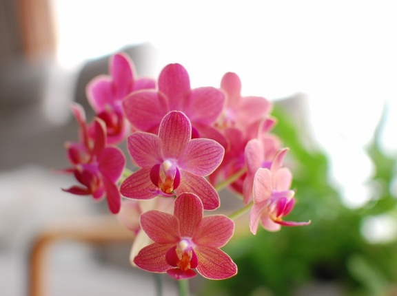 【楽天スーパーセール最終日】のお買い物！