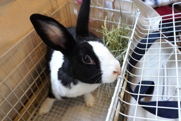 兎鳥庵（うさぎさんの里親募集）