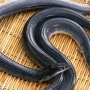 便秘で悩んでいる中国人「せや！生きたうなぎを肛門に入れて、便秘解消したろ！」 → 洒落にならない事態になってしまう…