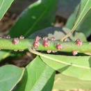 ルビーロウカイガラムシ/ Ceroplastes rubens