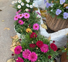 ＊耐寒温度0°Cボンザマーガレットを軒下へ移動