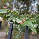 日々新たにテニスをする♪