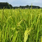 多古米農家のせがれ日記