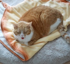 待ちぼうけの猫にリボン。