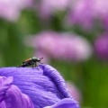 馬見丘陵公園の花菖蒲と紫陽花２０２６
