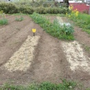 南北にたてた畝を少し北東方向に傾ける