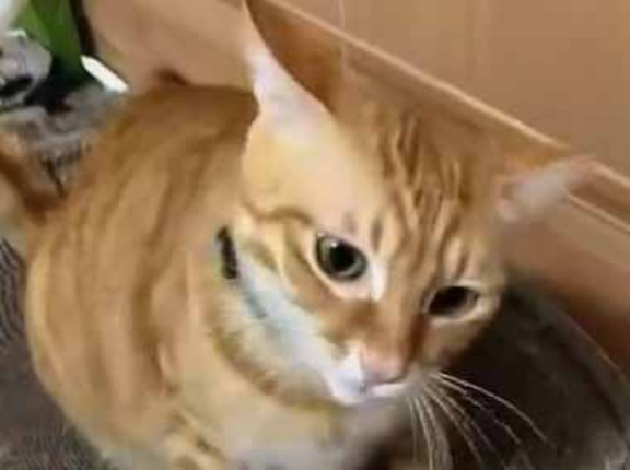 猫にオヤツをあげるフリをしてみた。ふんっ！と拗ねてしまった → と思ったら…