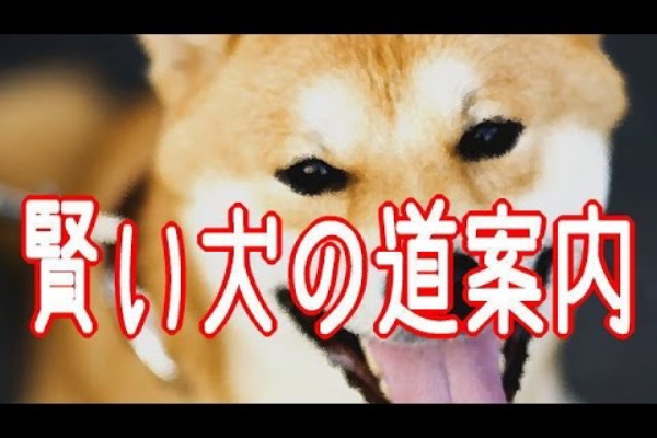 癒される ほんとに可愛い犬の動画 天才犬動画 癒される ほんとに可愛い犬の動画 天才犬動画