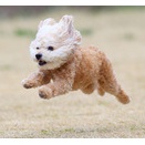 3-22-1　大東　きなこちゃん　8歳　南あわじドッグラン飛行犬撮影所にて