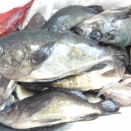 2月28日（土）晴　今日の釣果☆☆☆