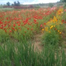 矢野さんの芍薬畑に行って来ました。