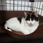 Human＆Animal Network   365日 里親募集中！