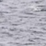 ヨット　Jennifer号 航海記　探鳥旅行記