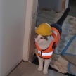 【画像】本当に実在した！？これがリアルな「現場ネコ」だｗ！！