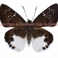 カリガナシロシタセセリ♂ (マレー半島) Tagiades calligana calligana