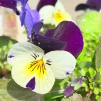 きゅきゅぐまのいちにち。