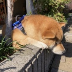 ぶろぐぱなぱな（verⅡ）