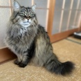 マロちゃんと爪とぎ