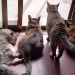 にゃんズの母（認知症と猫とわたし）