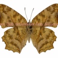 キタテハ♀ (台湾) Polygonia c-aureum lunulata