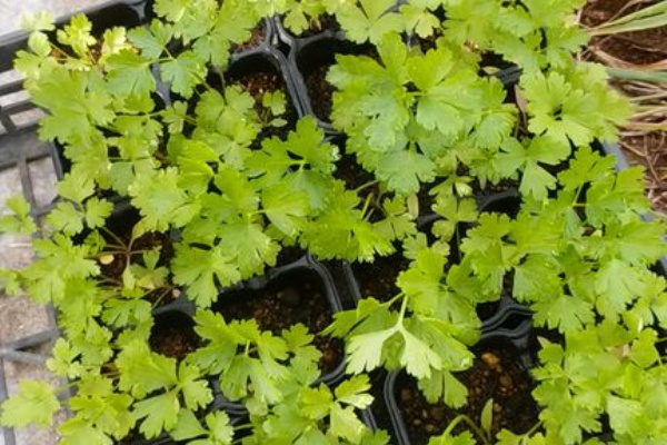 Guuのひとりダッシュ村ごっこ イタリアンパセリ